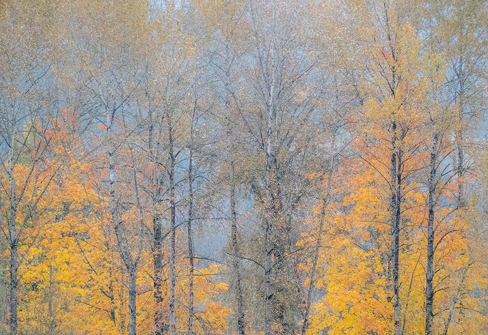 USA-Washington State-Preston-Cottonwoods and Big Leaf Maple trees in fall colors